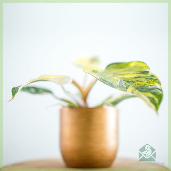 Philodendron සුදු කුමරිය Marble Aurea Variegata