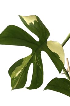 Rhapidophora tetrasperma minima variegata wetstick zonder blad
