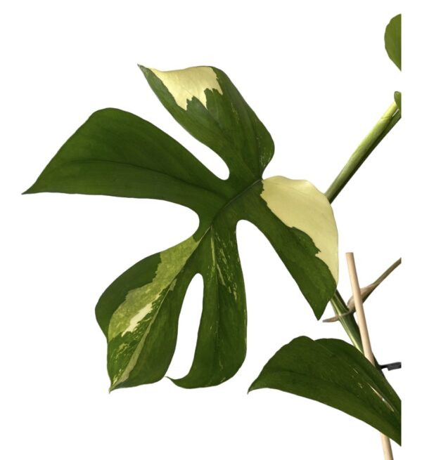 Rhapidophora tetrasperma minima variegata wetstick zonder blad