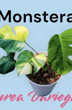 Monstera variegata aurea plantje kopen en verzorgen