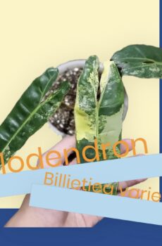 Philodendron billietiae variegata kopen