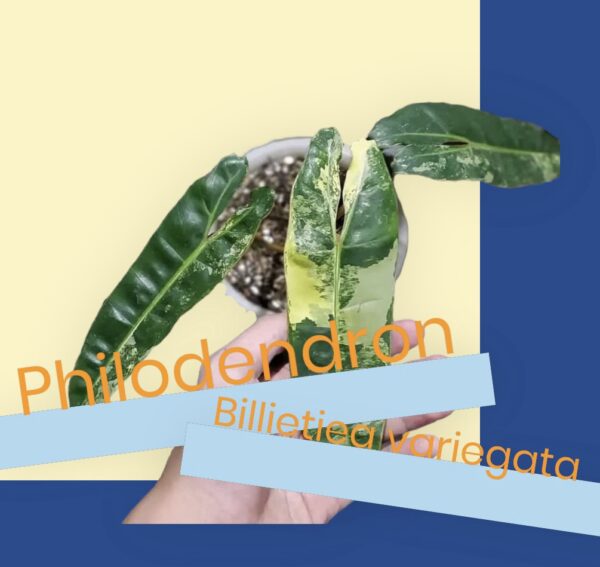 Philodendron billietiae variegata kopen