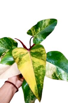 Philodendron Strawberry Shake kopen