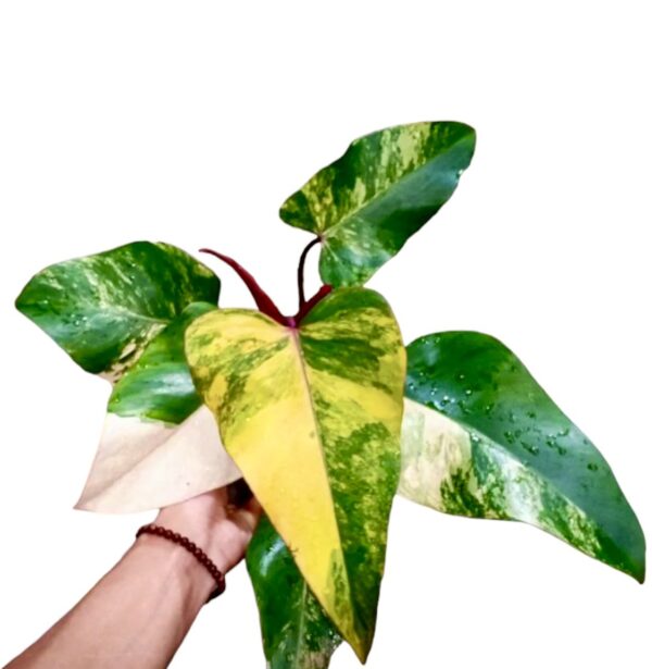 Philodendron Strawberry Shake kopen
