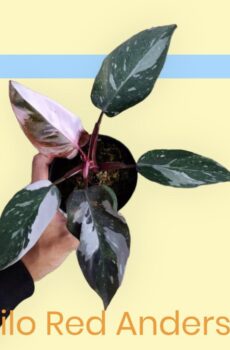 Philodendron Red Anderson kopen