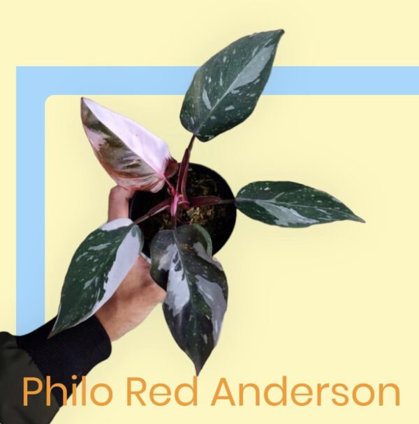 Philodendron Red Anderson kopen