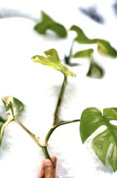 Rhapidophora tetrasperma variegata ongeworteld kop stekje