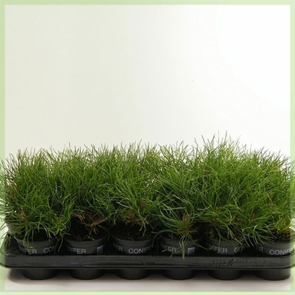 Pinus mugo subsp. mugo mughus evergreen kopen