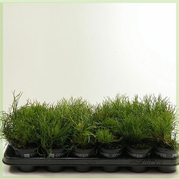 Pinus mugo var. pumilio evergreen kopen