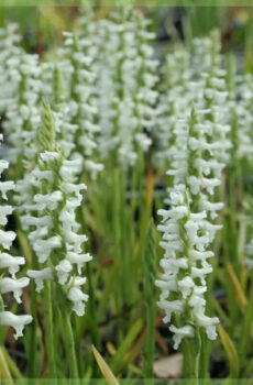 Fa'atau Spiranthes orchid garden orchids