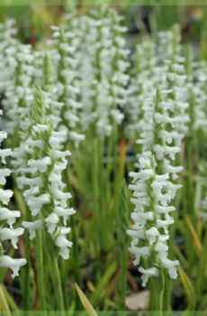 Mividiana orkide zaridaina orkide Spiranthes