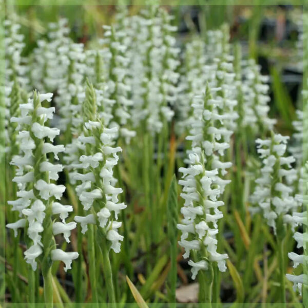 Bleni orkide kopshti me orkide Spiranthes