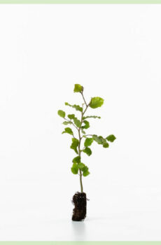 Tuku Fagus sylvatica cuttings Bare-bosok