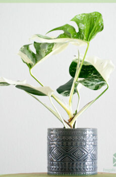 Monstera variegata - media luna - emptum plant