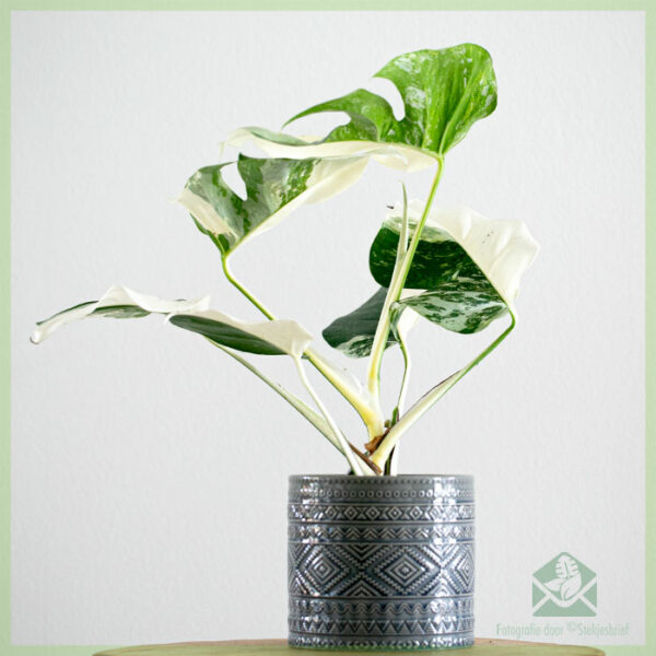 Monstera variegata - halve maan - plant kopen