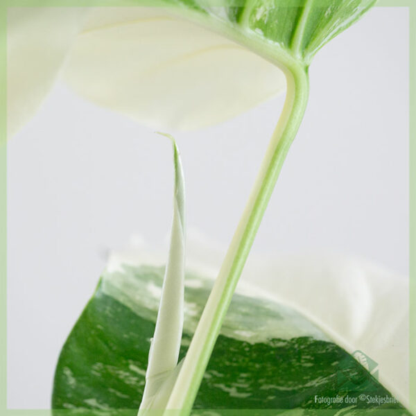 Monstera variegata - halve maan - plant kopen
