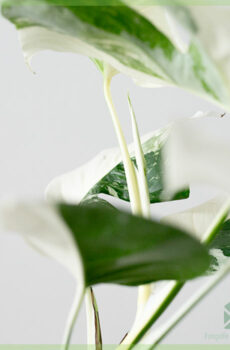 Monstera variegata - mwatye lalin - achte plant