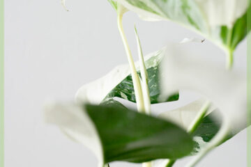 Monstera variegata - mwatye lalin - achte plant