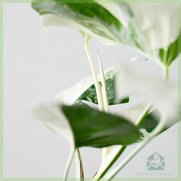 Monstera variegata - halve maan - plant kopen