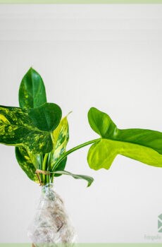 Philodendron Bipennifolium variegatara cutting