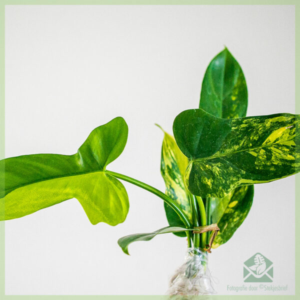Philodendron Bipennifolium variegatara stekje