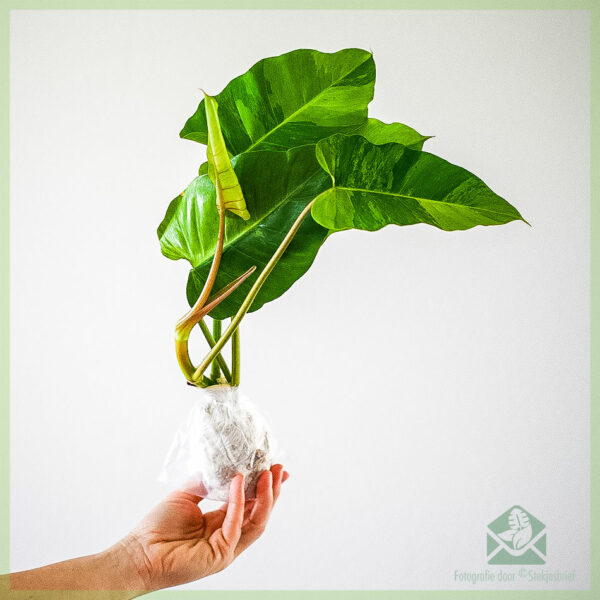 Philodendron Jungle Fever stekje