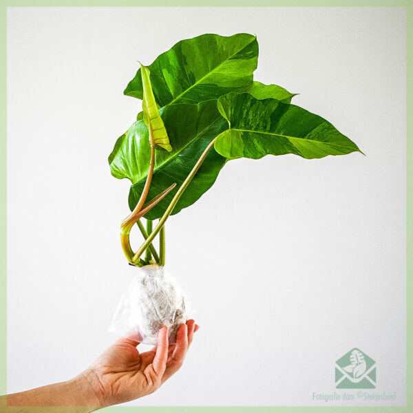 Cắt cơn sốt rừng philodendron