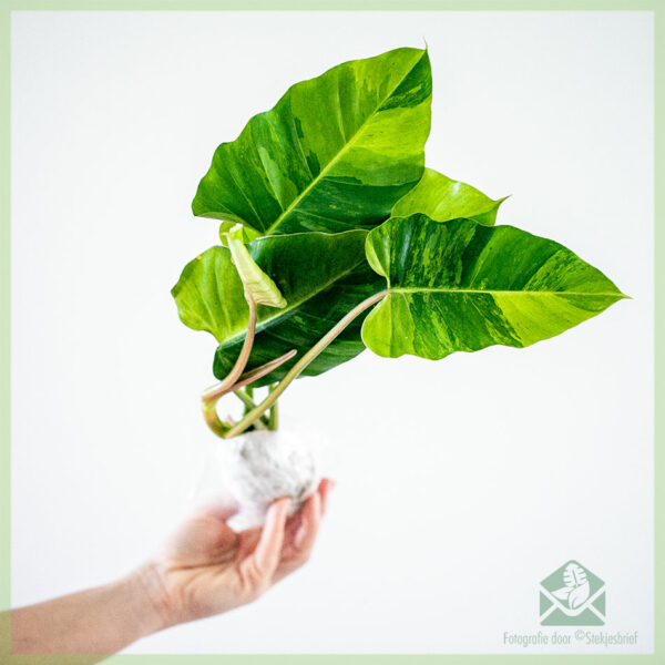 Philodendron Jungle Fever stekje