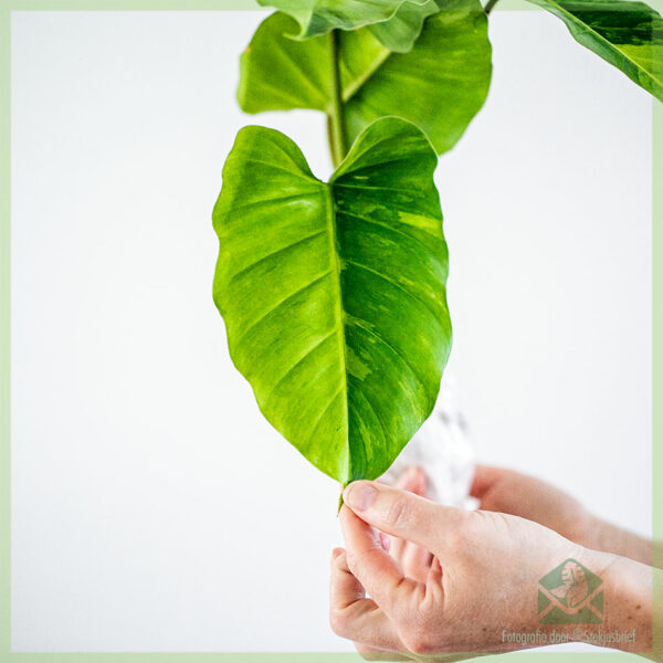 Philodendron Jungle Fever cutting