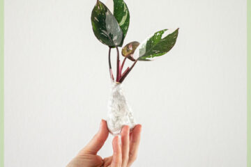 Philodendron Red Anderson 절단 구매