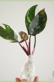 Thenga i-Philodendron Red Anderson cuttings
