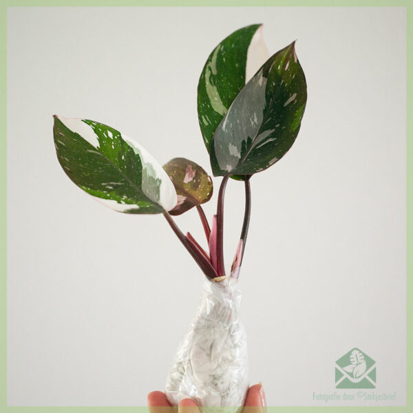 Compre mudas de Philodendron Red Anderson