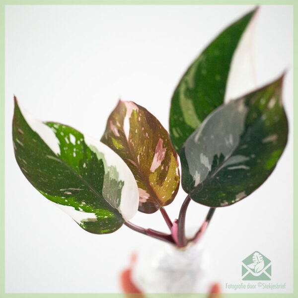 Philodendron Red Anderson stekje kopen - Afbeelding 3