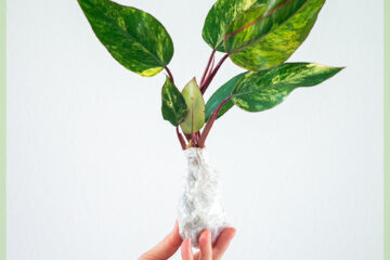 Philodendron 딸기 쉐이크 절단 구입