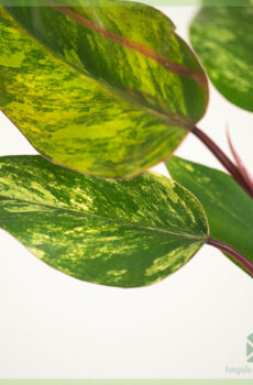 Tuku Philodendron Strawberry Shake cuttings