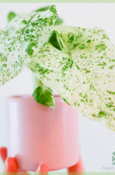 Alocasia Macrorrhizos Camouflage Variegata bikirin