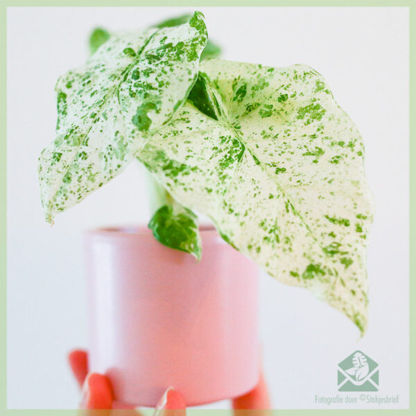 Alocasia Macrorrhizos Camouflage Variegata kopen