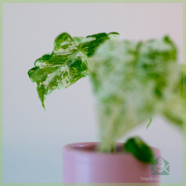 Kjøp Alocasia Macrorrhizos Camouflage Variegata