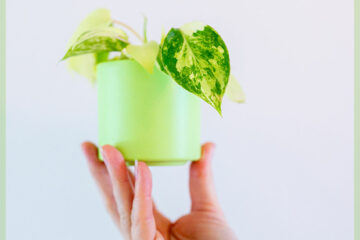 Philodendron Burle Marx Variegata 냄비 6cm 구매