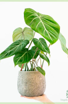 Kirîn û lênihêrîna Philodendron Gloriosum