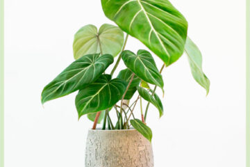 Philodendron Gloriosum 구입 및 관리