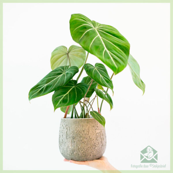Philodendron Gloriosum kopen en verzorgen