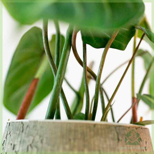 Philodendron Gloriosum kopen en verzorgen