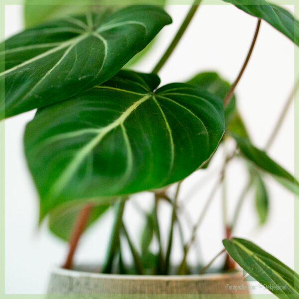 Philodendron Gloriosum kopen en verzorgen