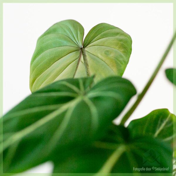 Philodendron Gloriosum kopen en verzorgen