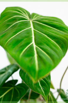 Philodendron Gloriosum kopen en verzorgen