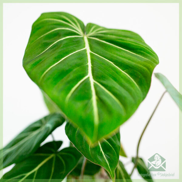 购买和照顾 Philodendron Gloriosum