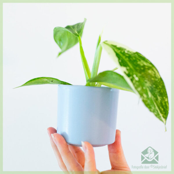 Philodendron Jose Buono kopen