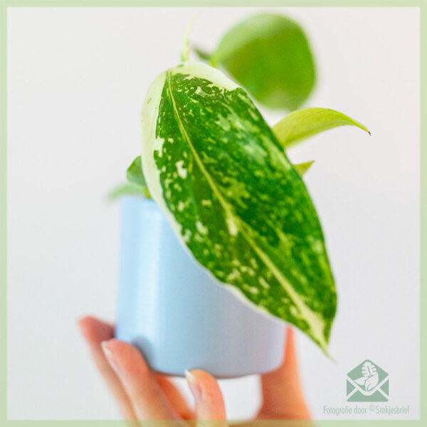 Philodendron Jose Buono kopen