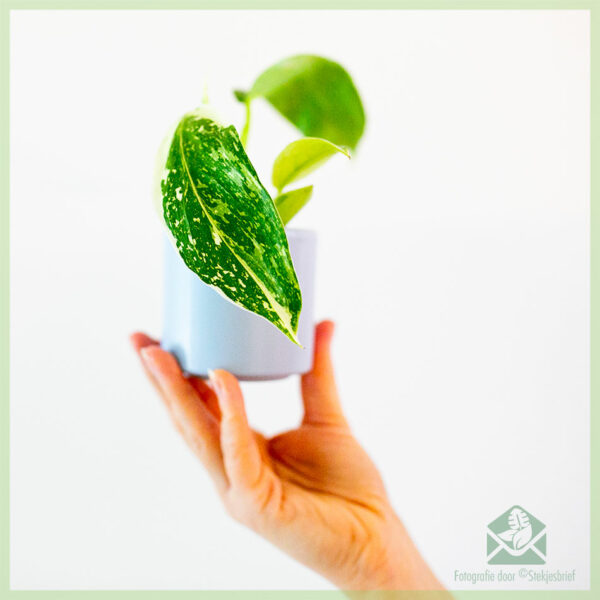 Philodendron Jose Buono kopen